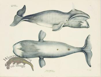 Goldfuss Bowhead Whale